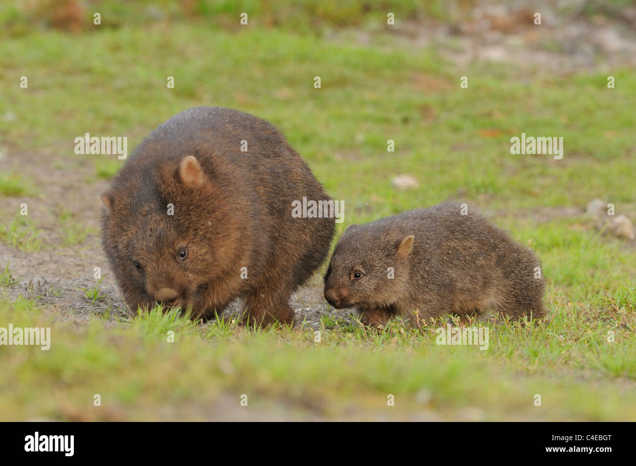 Wombat commun Vombatus ursinus la mère et l'enfant photographié en Tasmanie, Australie Banque D'Images