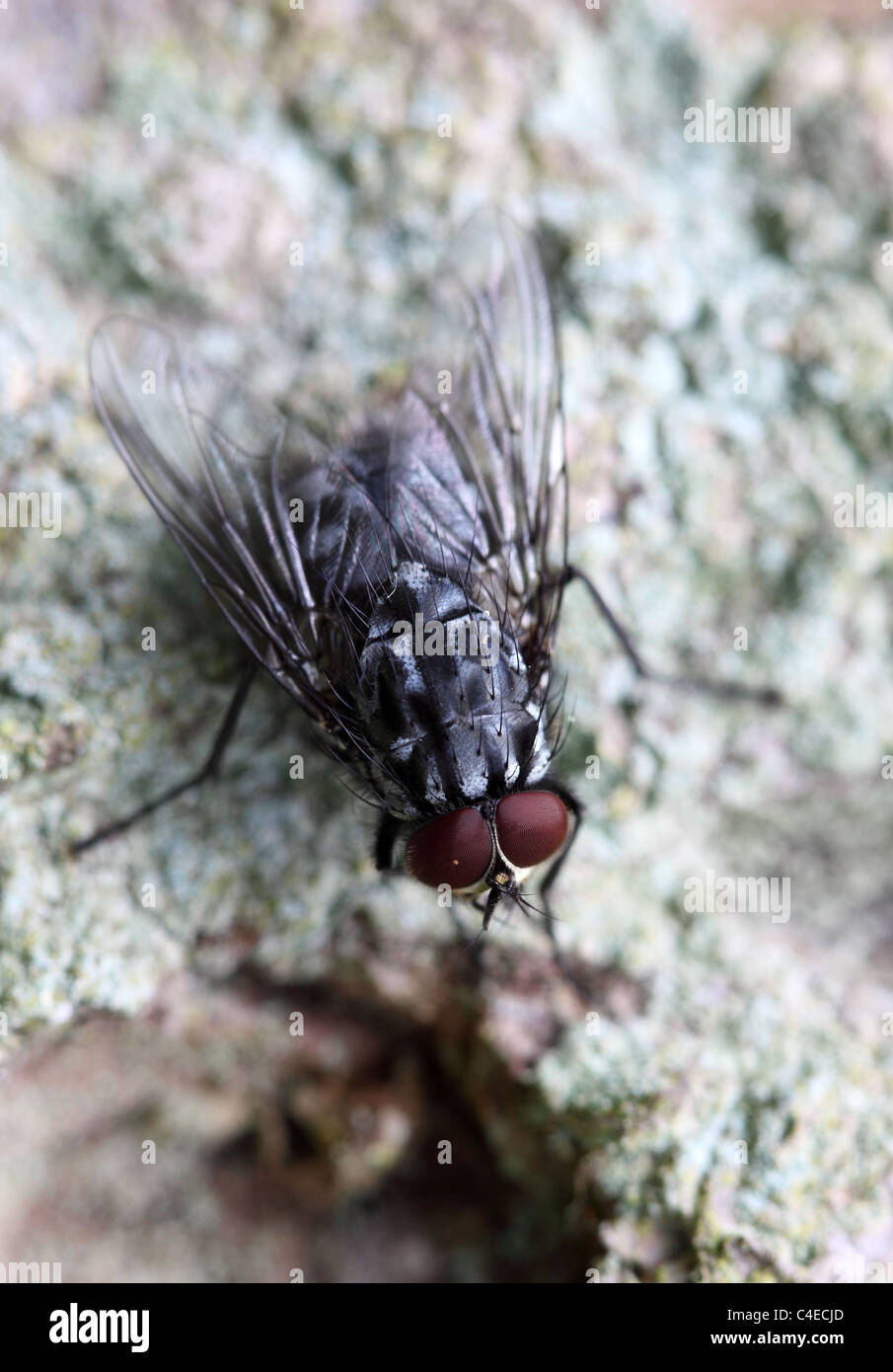 Flesh-Fly Sarcophaga carnaria Banque D'Images