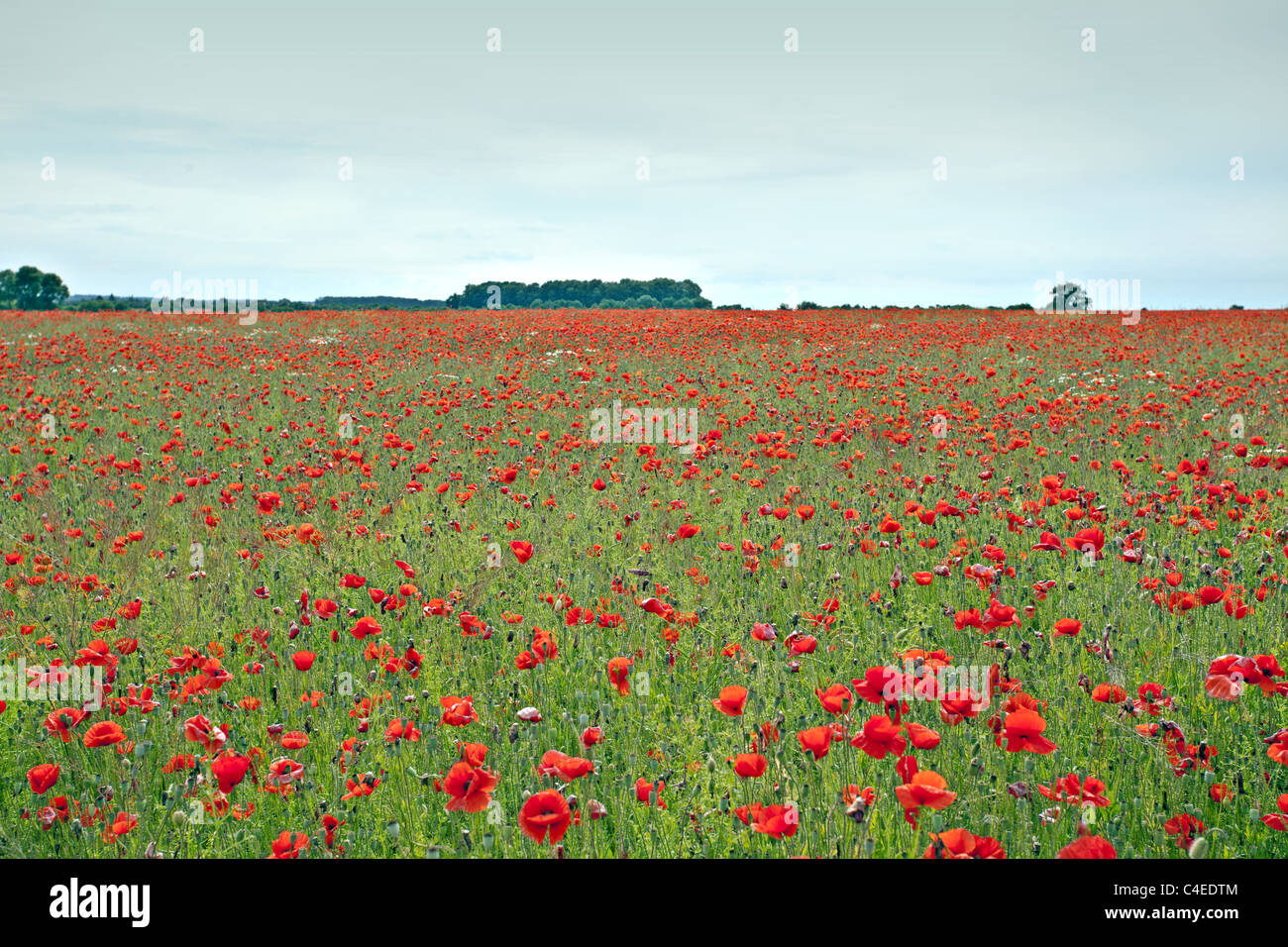 Plants de pavot rouge dans la nature Banque D'Images