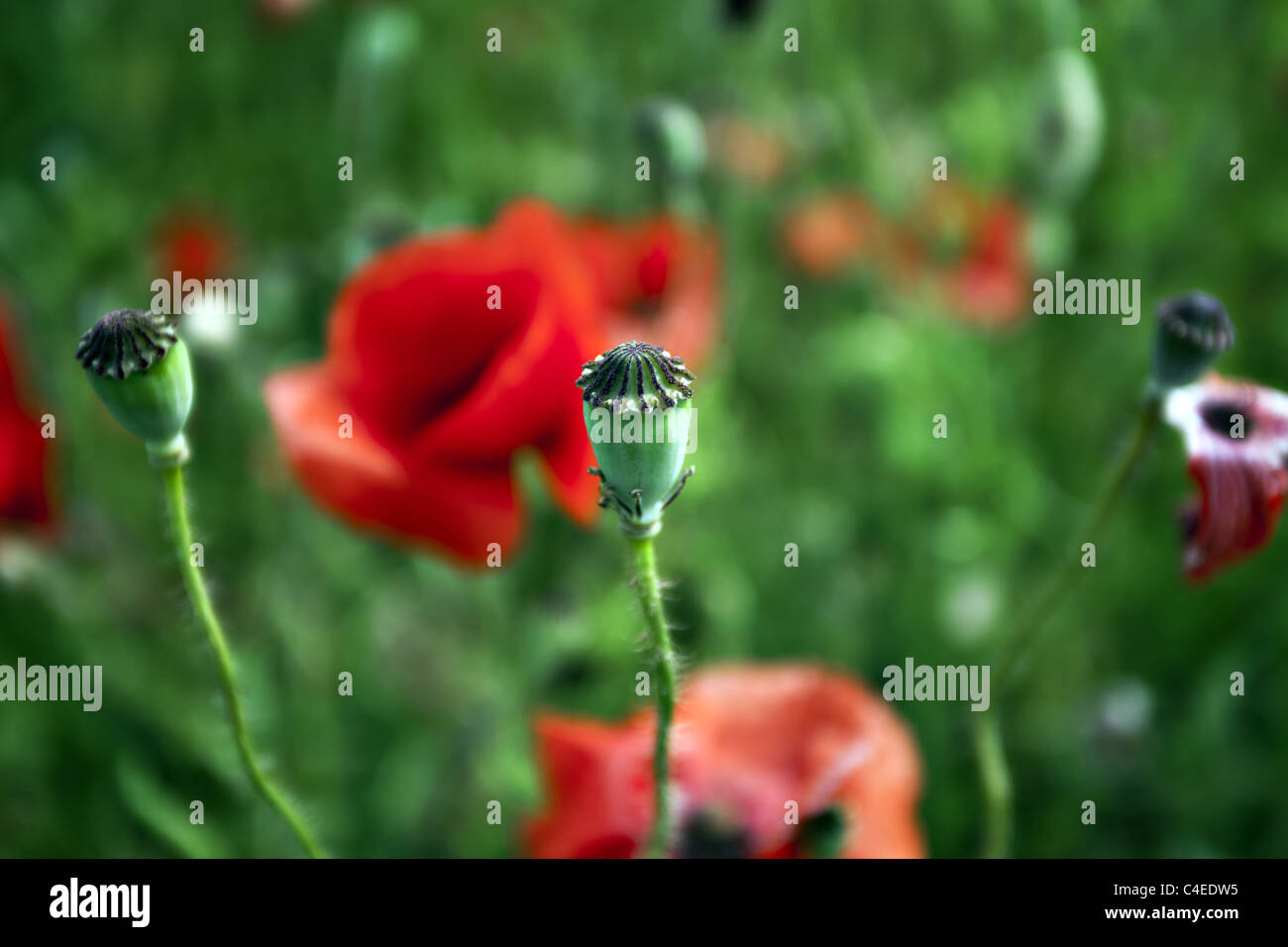 Plants de pavot rouge dans la nature Banque D'Images