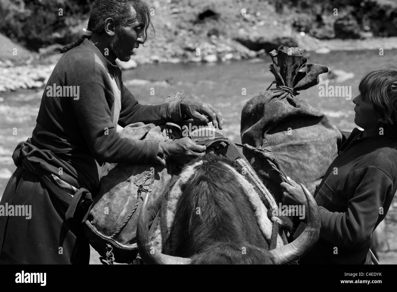 Caravane de yaks en train d'être chargé de sacs de farine en Manigange, Sichuan, Chine, en préparation de voyager à Dege. Banque D'Images
