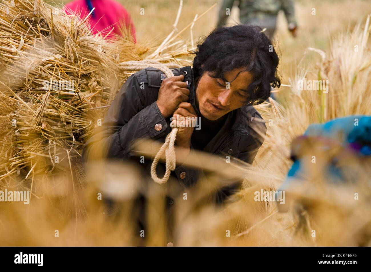 La réalisation de balles de couper la récolte d'orge en Wu Ya village, l'est du Tibet. Chine Banque D'Images