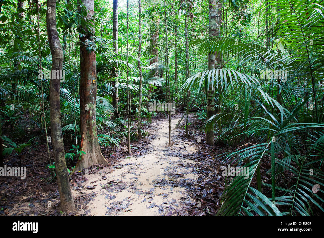 Forêt tropicale à Taman Negara N.P. La Malaisie Banque D'Images