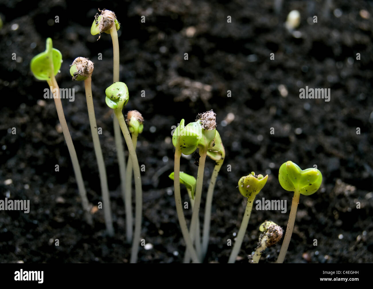 Les petites plantes vertes close up Banque D'Images