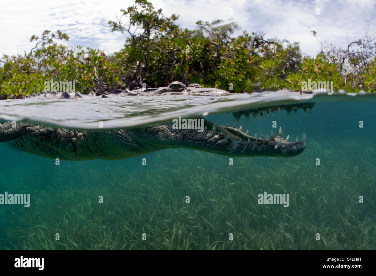 Une vue sur l'eau d'un crocodile cubain nageant à travers une forêt de mangrove à Cuba. Banque D'Images