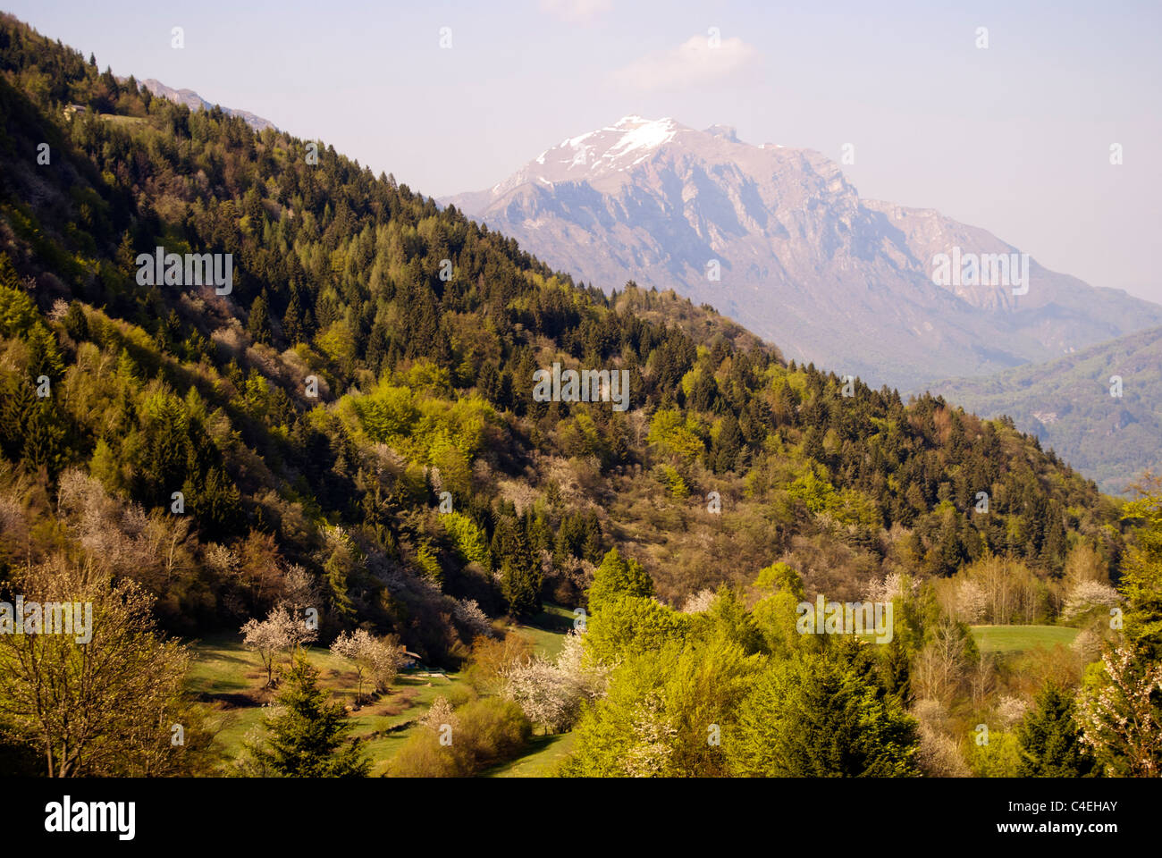 Dans le domaine de bouleau Banque D'Images