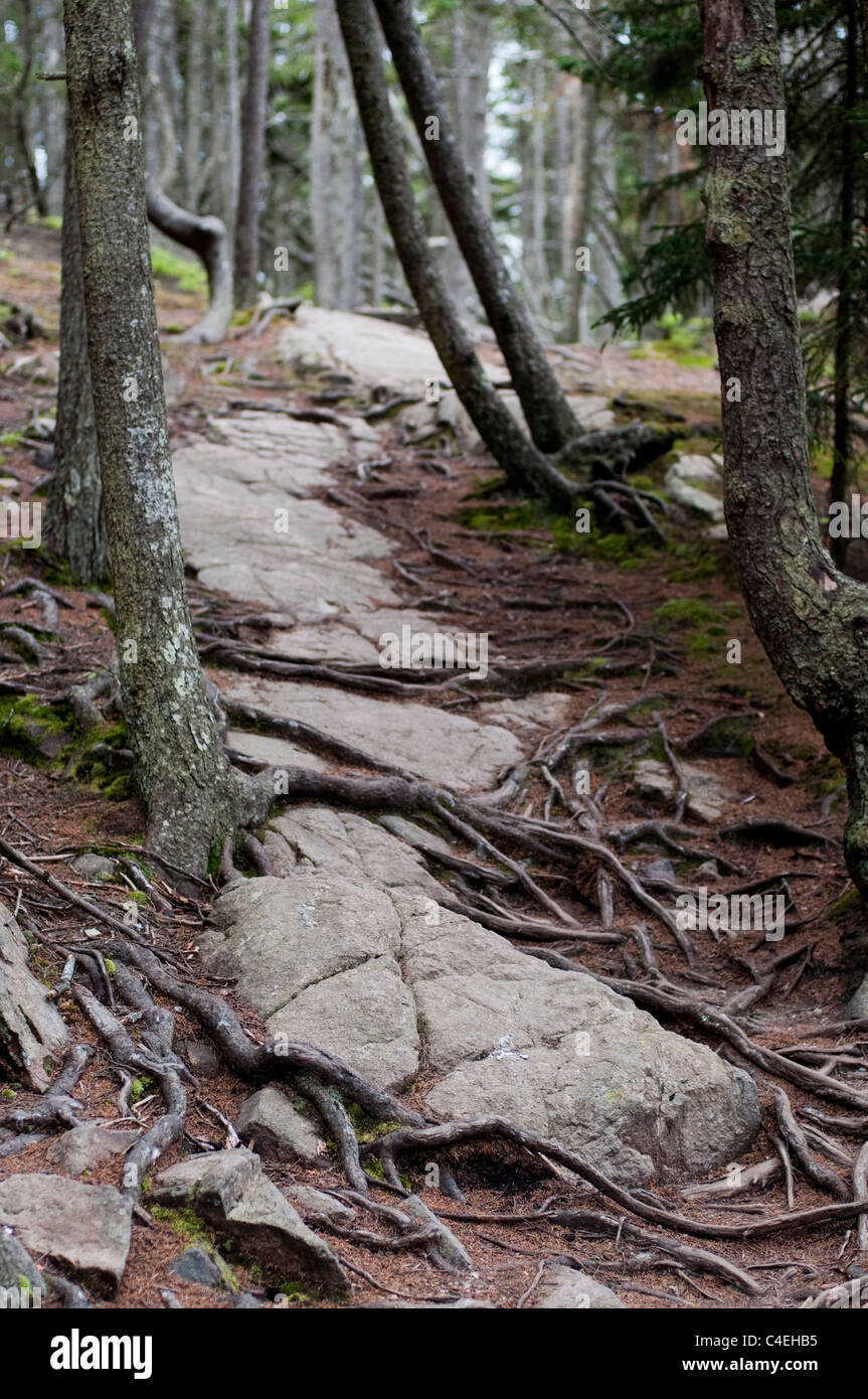 Les arbres, les racines et les roches s'entrelacent dans l'Acadia National Park dans le Maine, USA. Banque D'Images