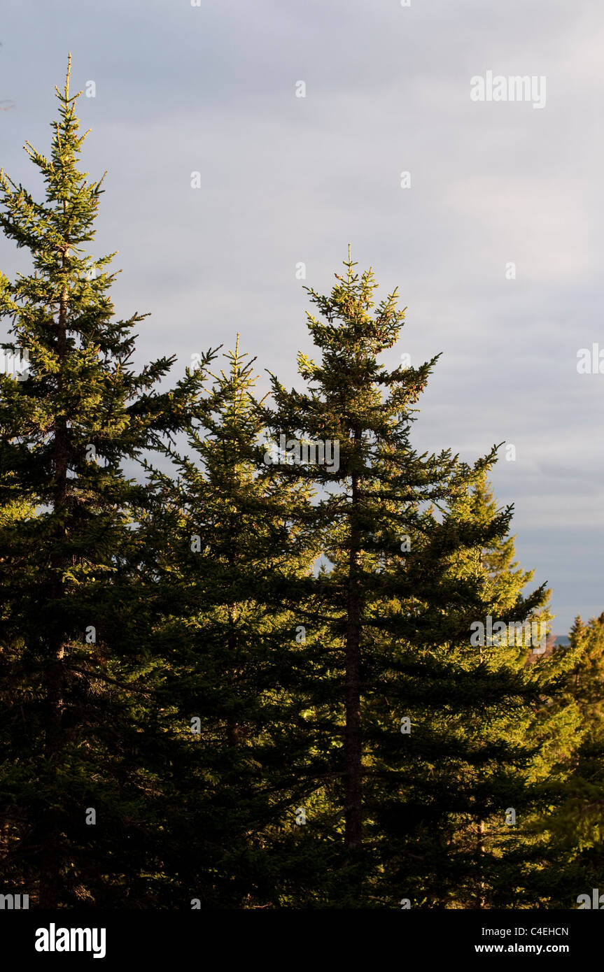 Pins en après-midi, soleil sur Mount Desert Island, dans le Maine, USA. Banque D'Images