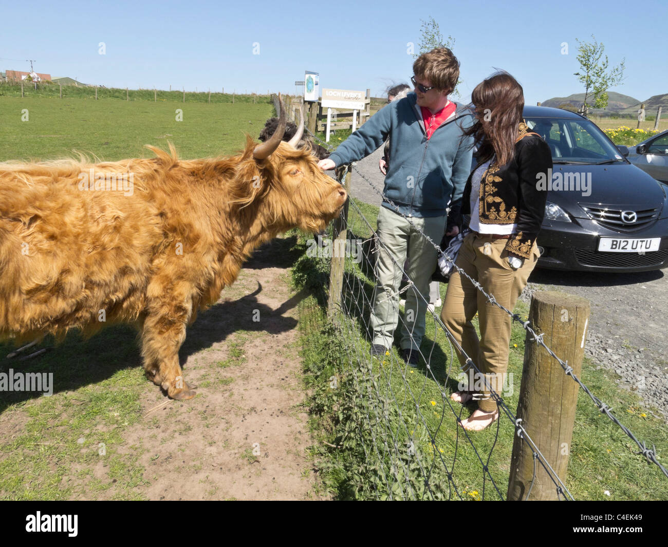 Le Laird's Larder, Loch Leven, Ecosse - dit bonjour à une vache Highland. Banque D'Images