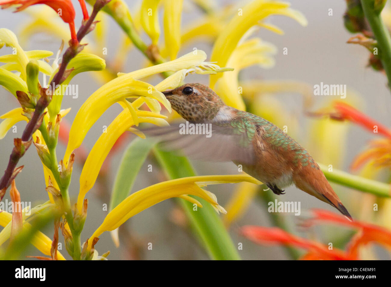 Allen's Hummingbird plane dans l'air qu'elle se nourrit d'une fleur.(Selasphorus sasin) Banque D'Images
