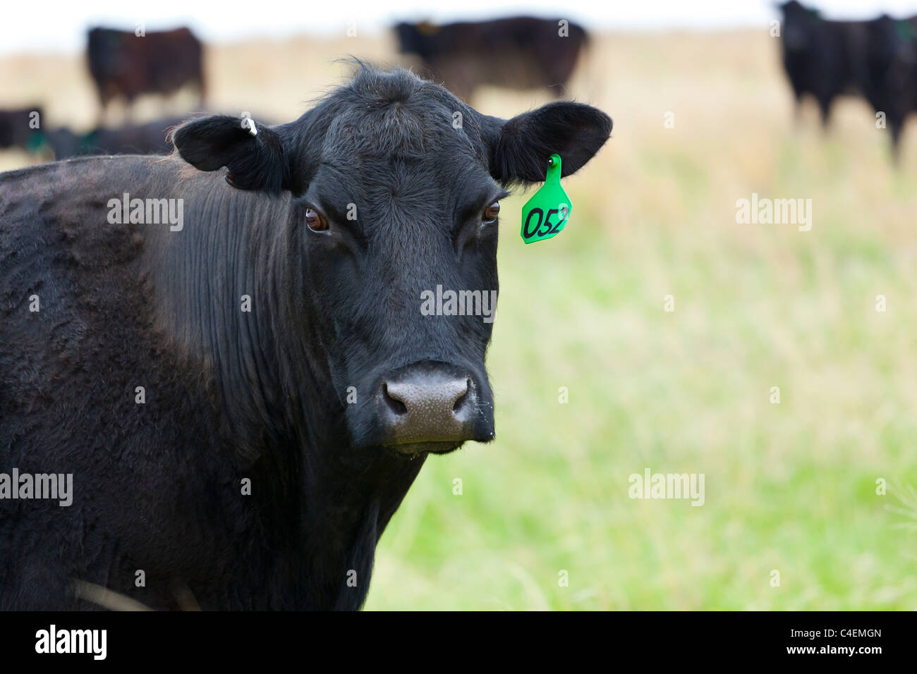 Une vache dans un pré Banque D'Images