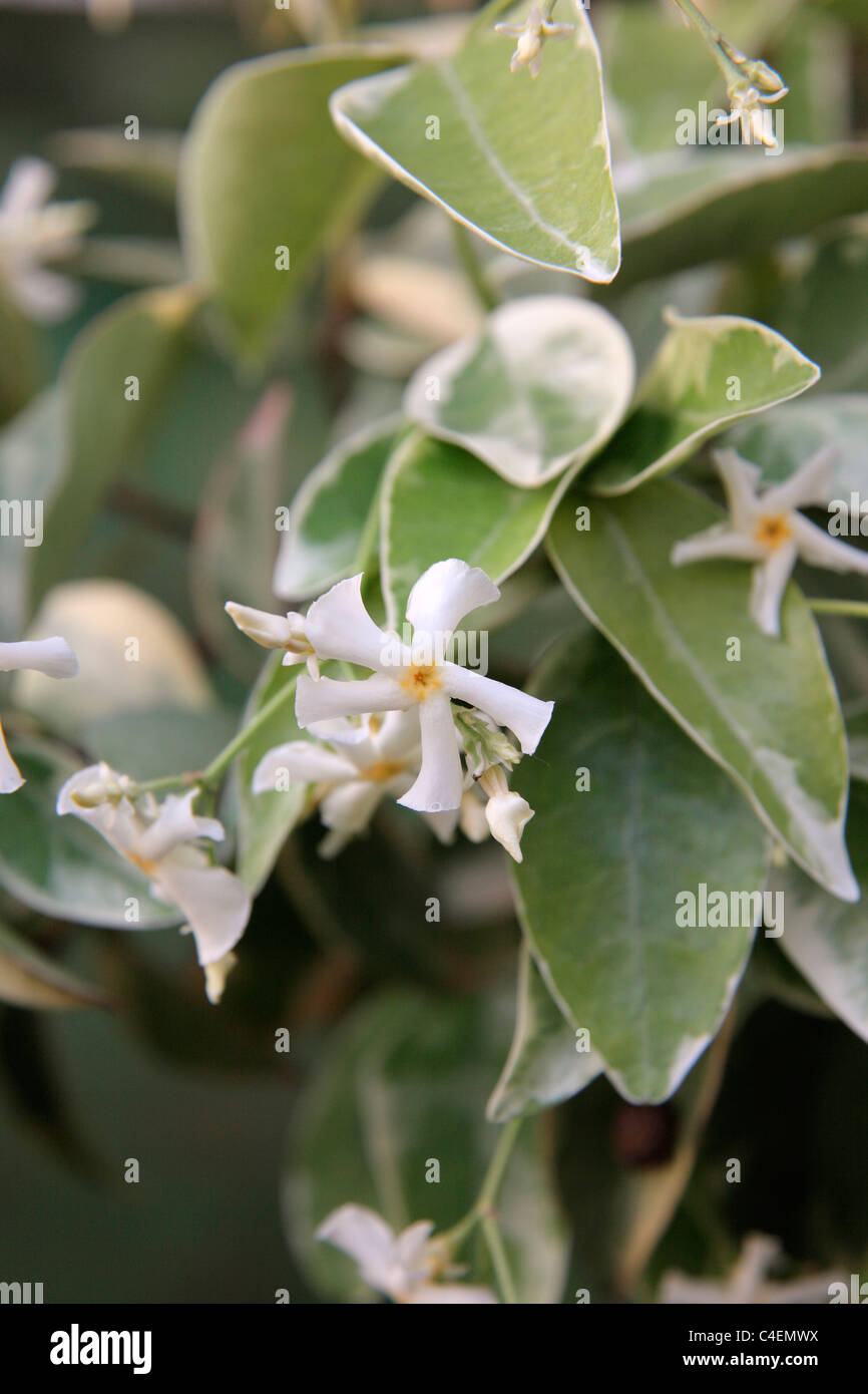 Trachelospermum jasminoides 'Variegatum' AGA est un grimpeur très parfumé Banque D'Images