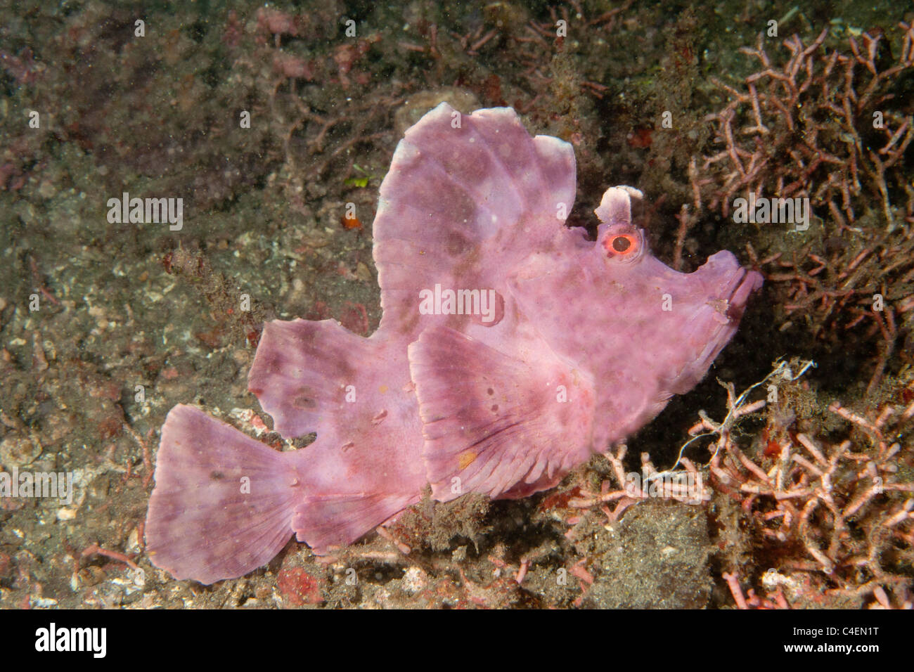 Paddle-Flap Rhinopias eschmeyeri Scorpénidés.() Détroit de Lembeh (Indonésie). Banque D'Images