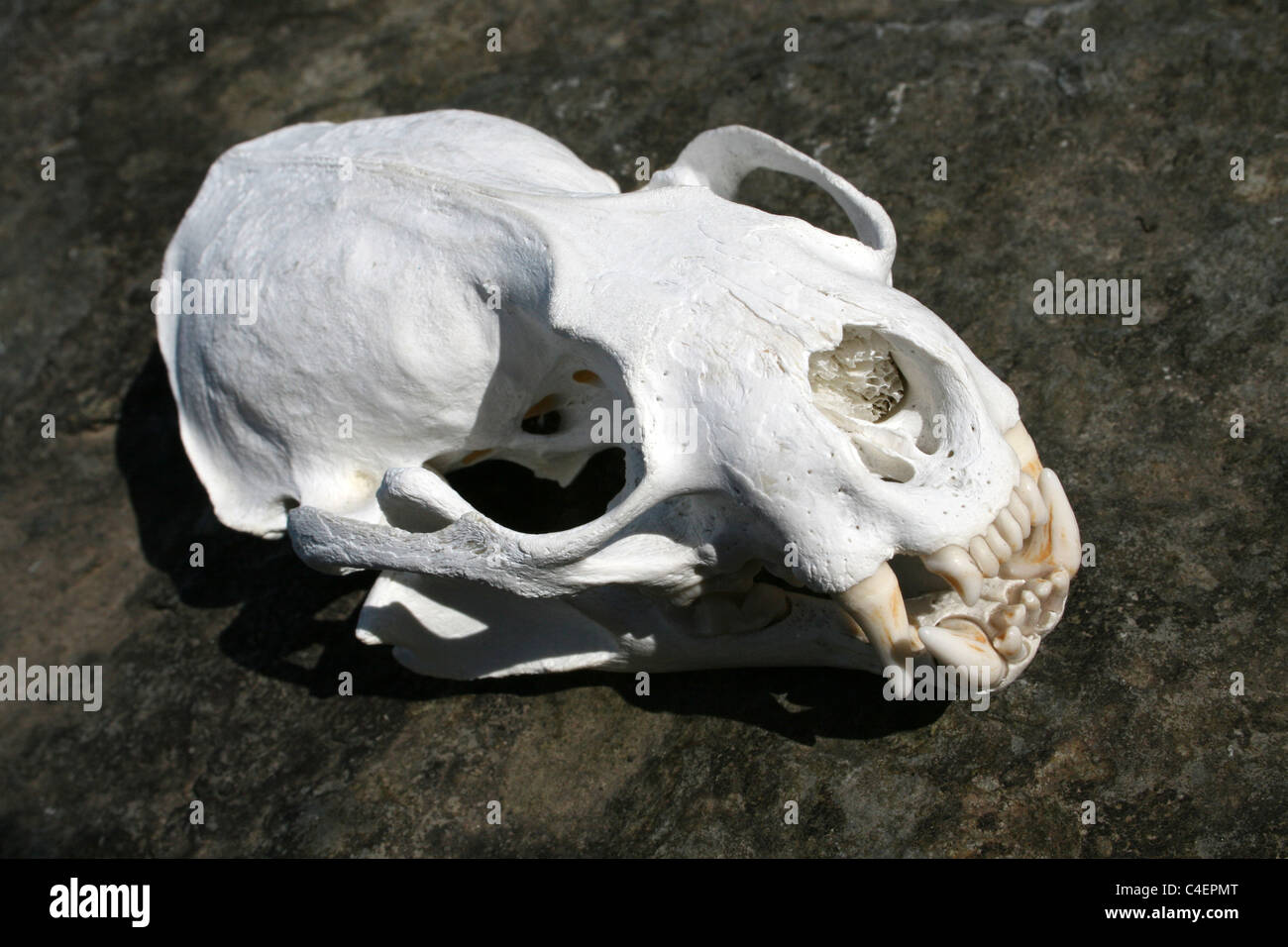 Loutre d'Europe Lutra lutra crâne, Cumbria, Royaume-Uni Banque D'Images