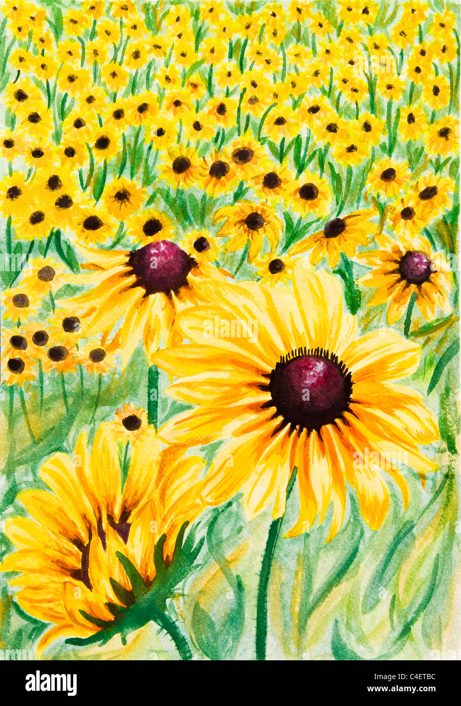 Rudbeckia Fleurs. Peinture par Rachel Owen Banque D'Images