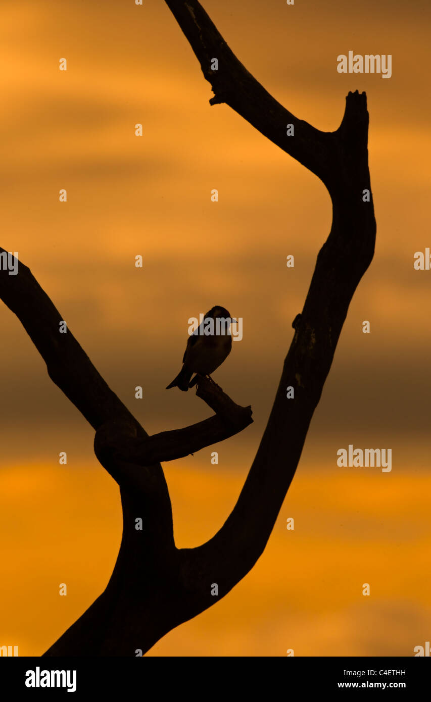 Un seul Goldfinch Carduelis carduelis silhouette à l'aube Banque D'Images