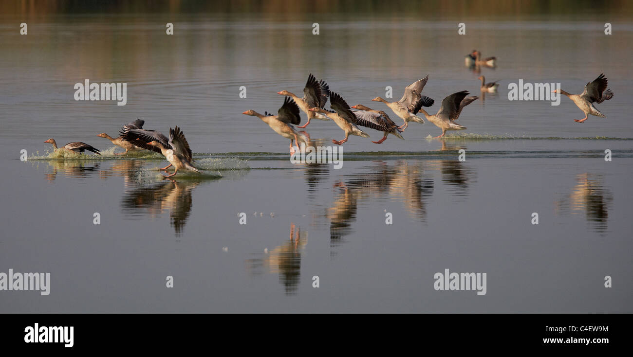 Oie cendrée, oie cendrée (Anser anser), groupe à propos de se poser sur l'eau. La Hongrie. Banque D'Images