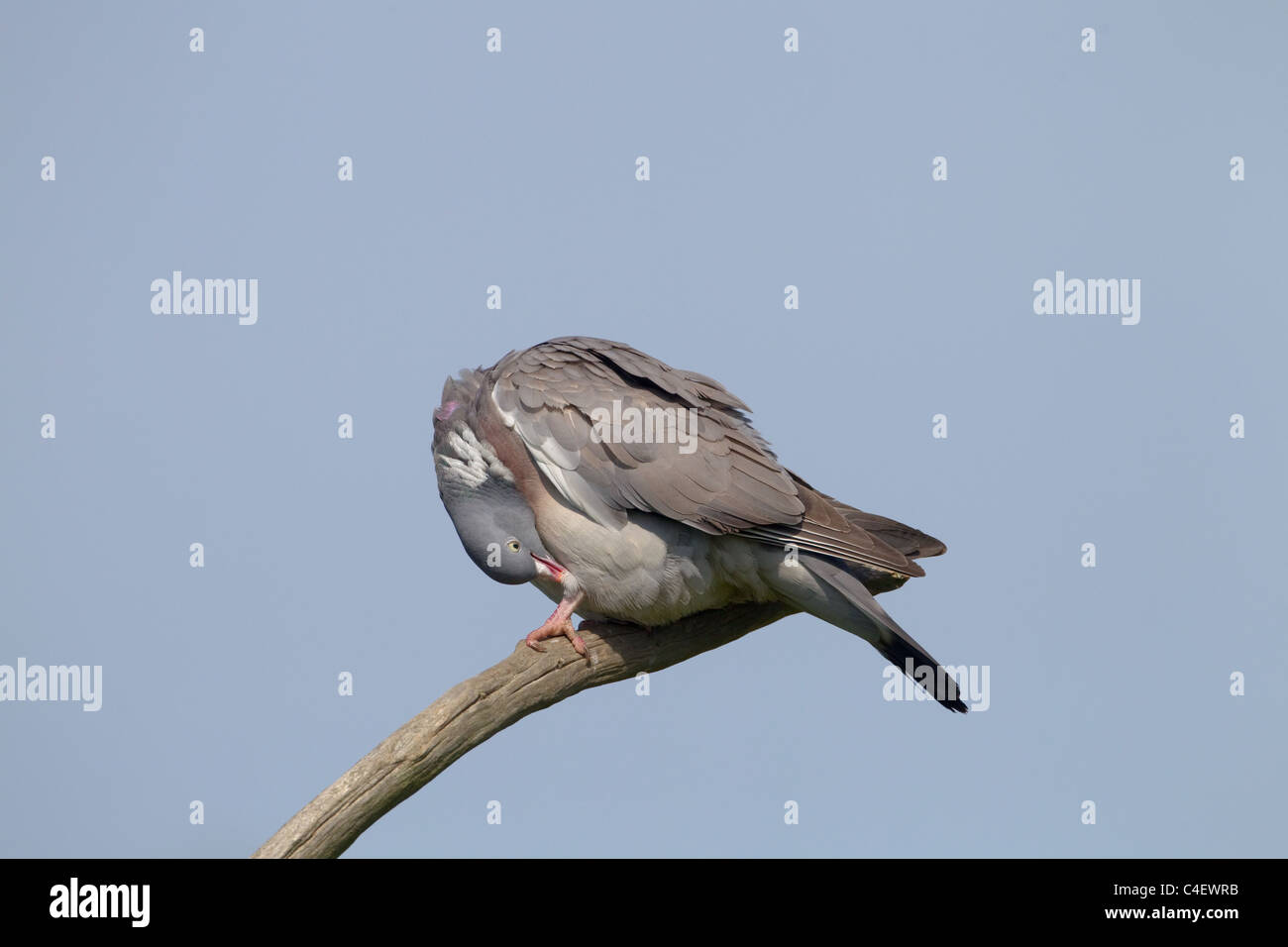 Pigeon ramier Columba palumbus lissage Banque D'Images