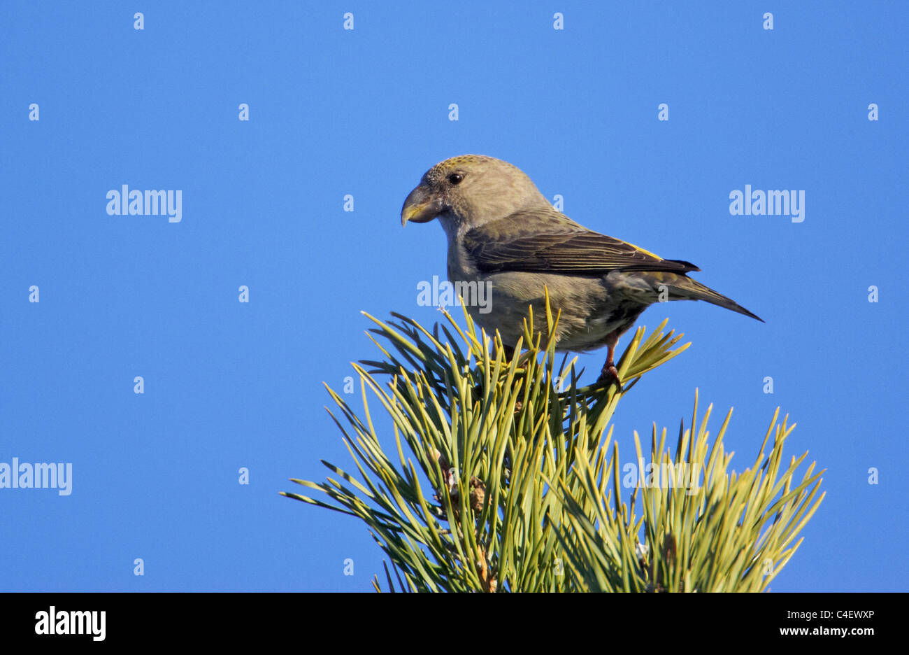 Bec-croisé des sapins (Loxia pytyopsittacus Parrot), femme assise sur un pin. La Finlande. Banque D'Images