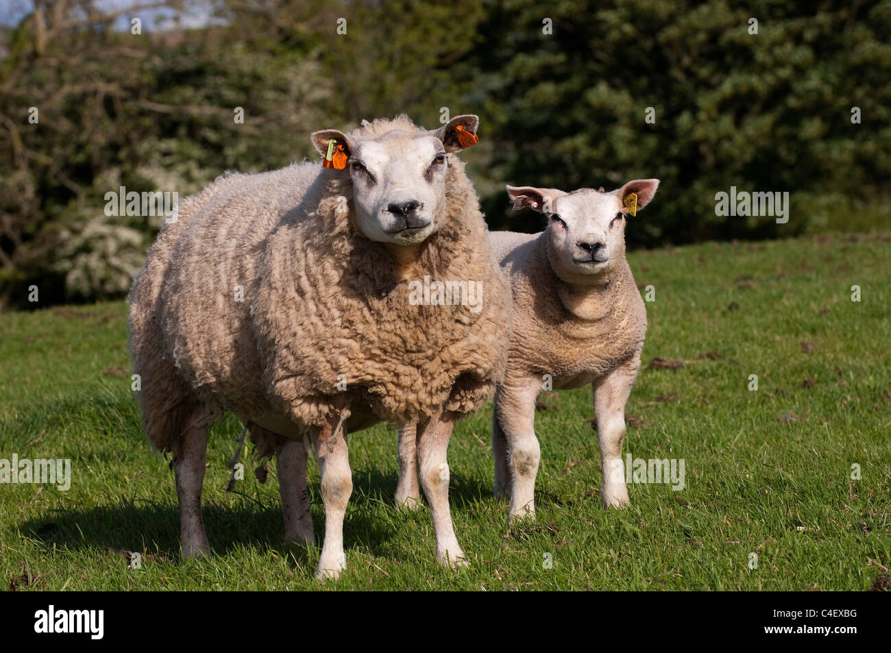 Beltex ewe Banque de photographies et d'images à haute résolution - Alamy