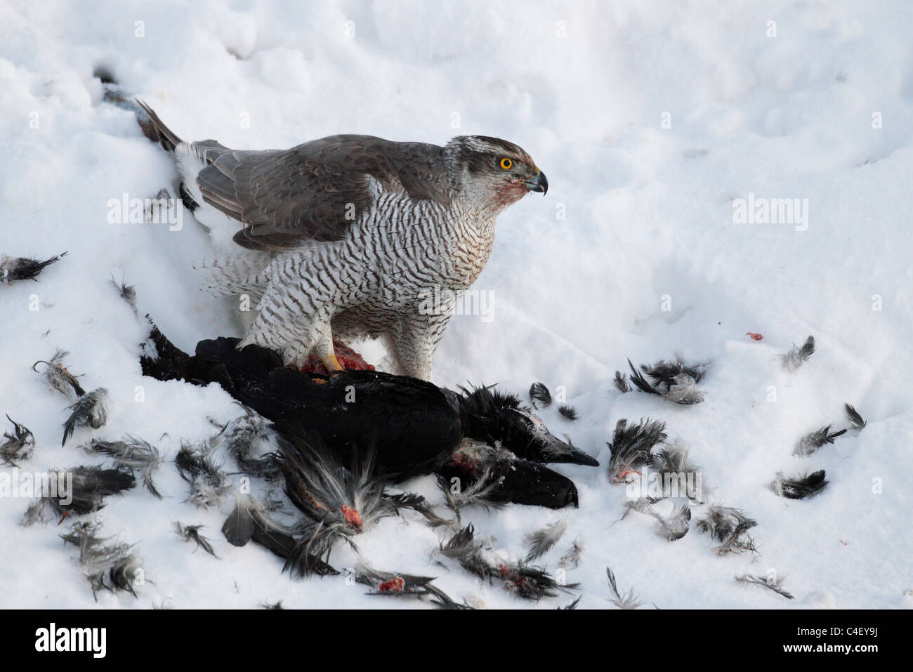 Épervier d'Eurasie (Accipiter nisus) se nourrissent d'un Grand Corbeau (Corvus corax). La Finlande. Banque D'Images