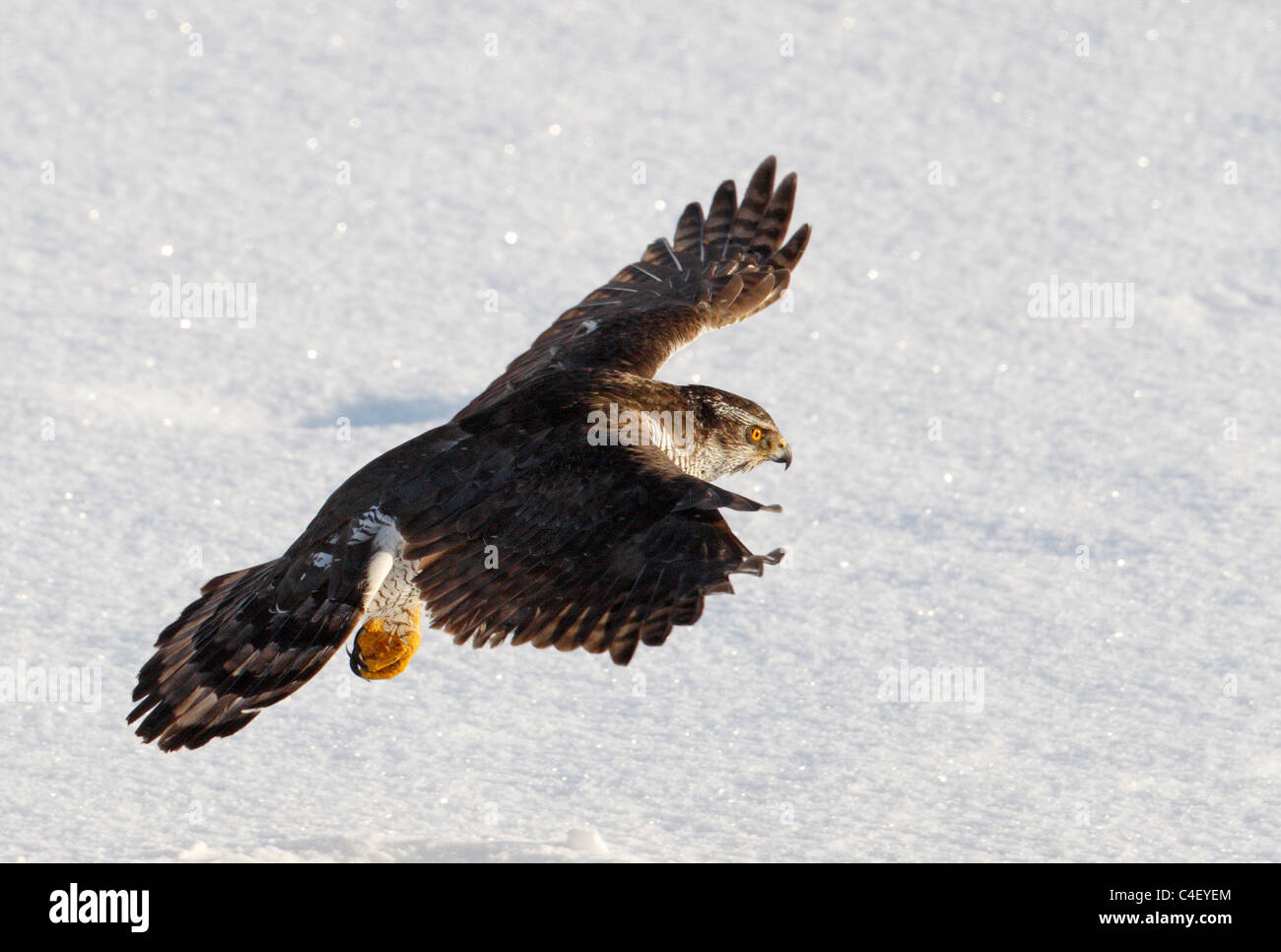 Épervier d'Eurasie (Accipiter nisus) en vol au-dessus de la neige. La Finlande. Banque D'Images