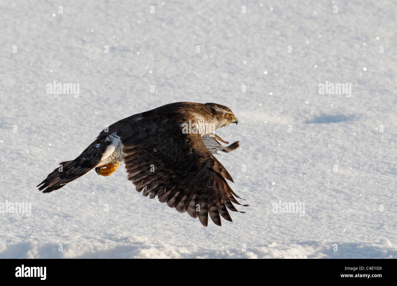 Épervier d'Eurasie (Accipiter nisus) en vol au-dessus de la neige. La Finlande. Banque D'Images