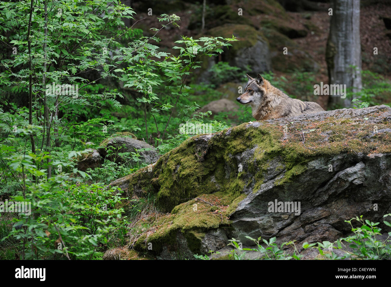 Le loup gris d'Europe (Canis lupus) reposant sur le roc en forêt, forêt de Bavière, Allemagne Banque D'Images