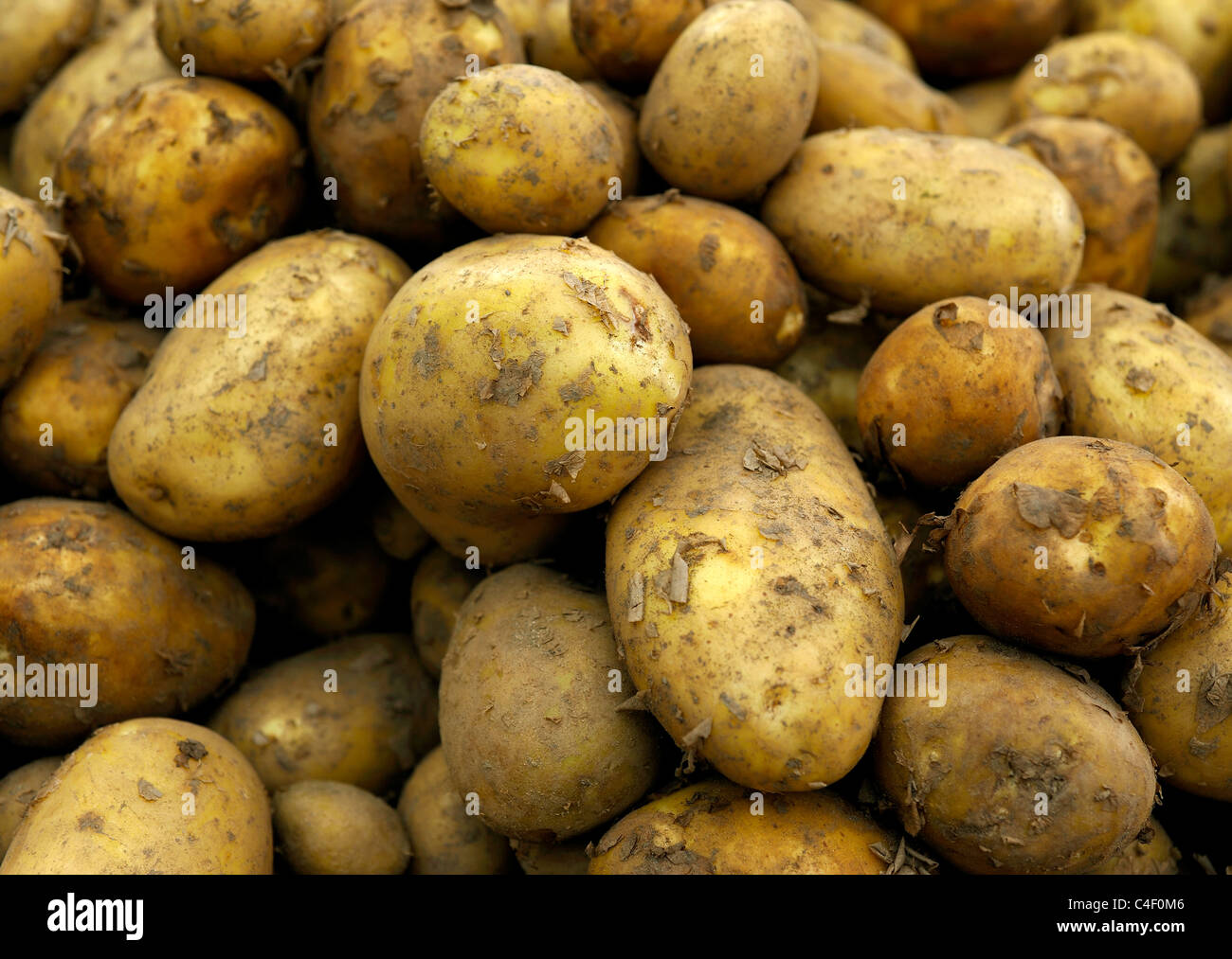 Les pommes de terre biologiques Banque D'Images