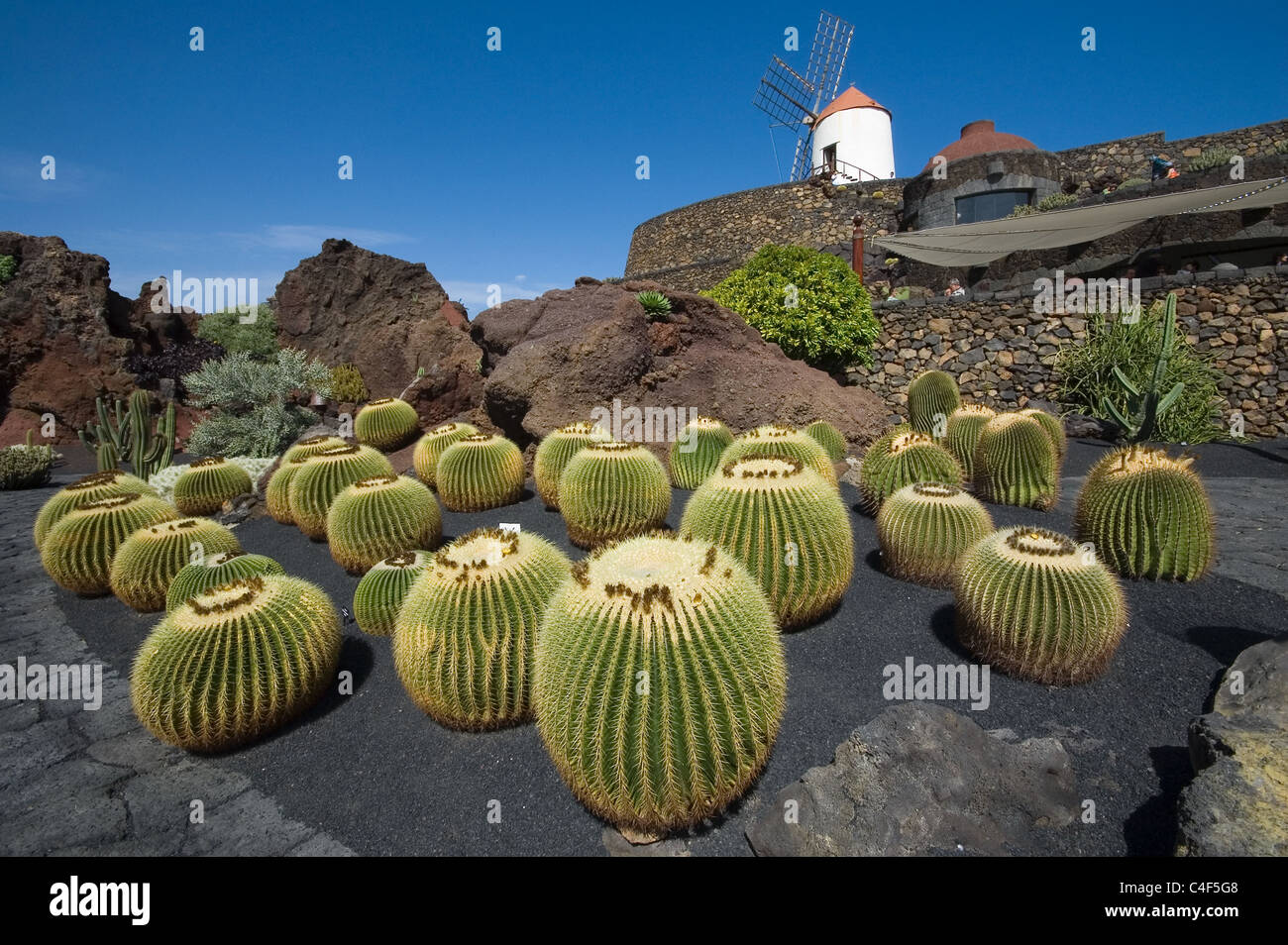 Vue sur jardin de cactus à Guatiza, Lanzarote, Canaries (Espagne) Banque D'Images