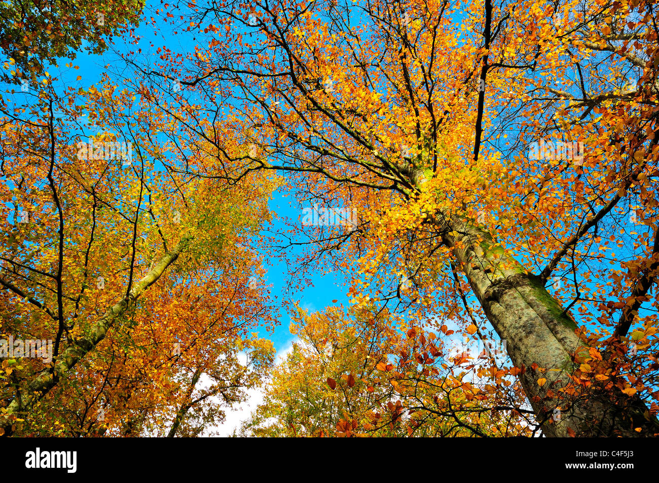 Forêt, automne automne,soleil,pommelé,,lake district,Cumbria, Angleterre, Royaume-Uni, Europe Banque D'Images