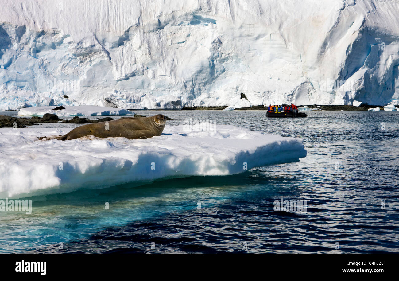 Phoque de Weddell (Leptonychotes weddellii) et touristique rempli Zodiac, l'Antarctique. Banque D'Images