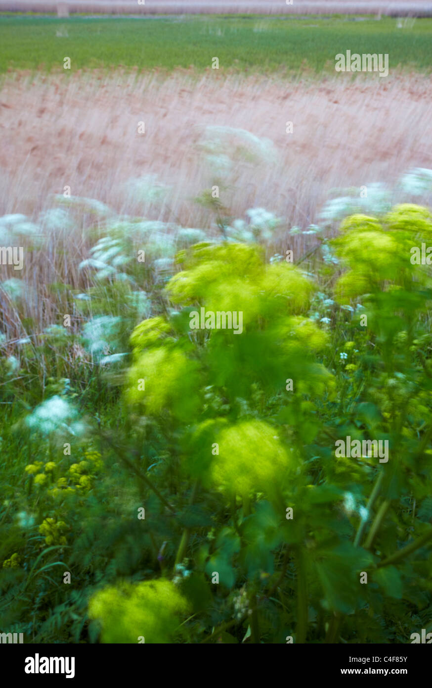 Résumé Étude des plantes et des roseaux dans le vent près de la mer en suivant le CLAJ North Norfolk Banque D'Images