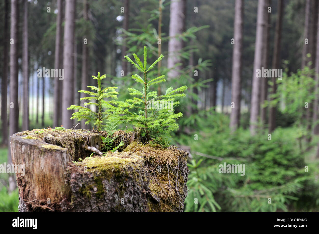 Jeunes épinettes arbre qui pousse dans le moignon pourri de son prédécesseur Parc National de Harz Allemagne Banque D'Images