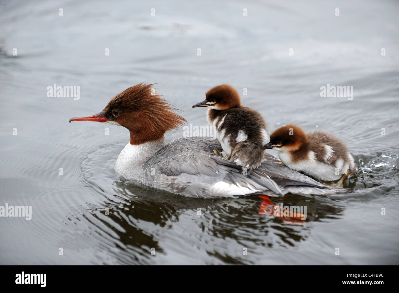 Grand Harle canard femelle avec ses canetons Banque D'Images