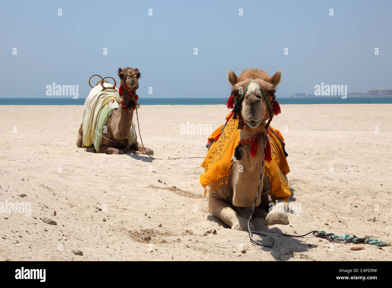 Chameaux sur la plage de Dubai, Émirats Arabes Unis Banque D'Images