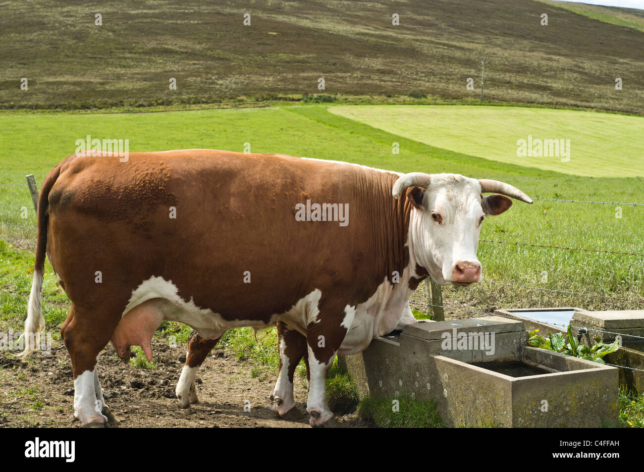 dh Hereford vache COW UK Horned Hereford vache brune et blanche bovins de terrain Banque D'Images