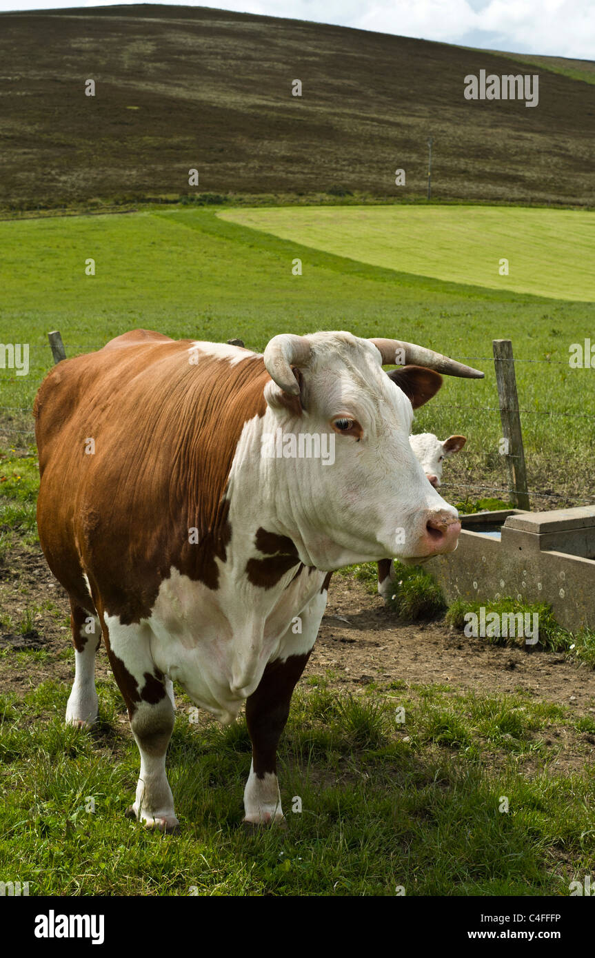 dh Hereford vache COW UK Scottish Horned marron et blanc vache de boeuf ecosse ferme bovins royaume-uni vaches britanniques pedigree bétail agriculture animale Banque D'Images