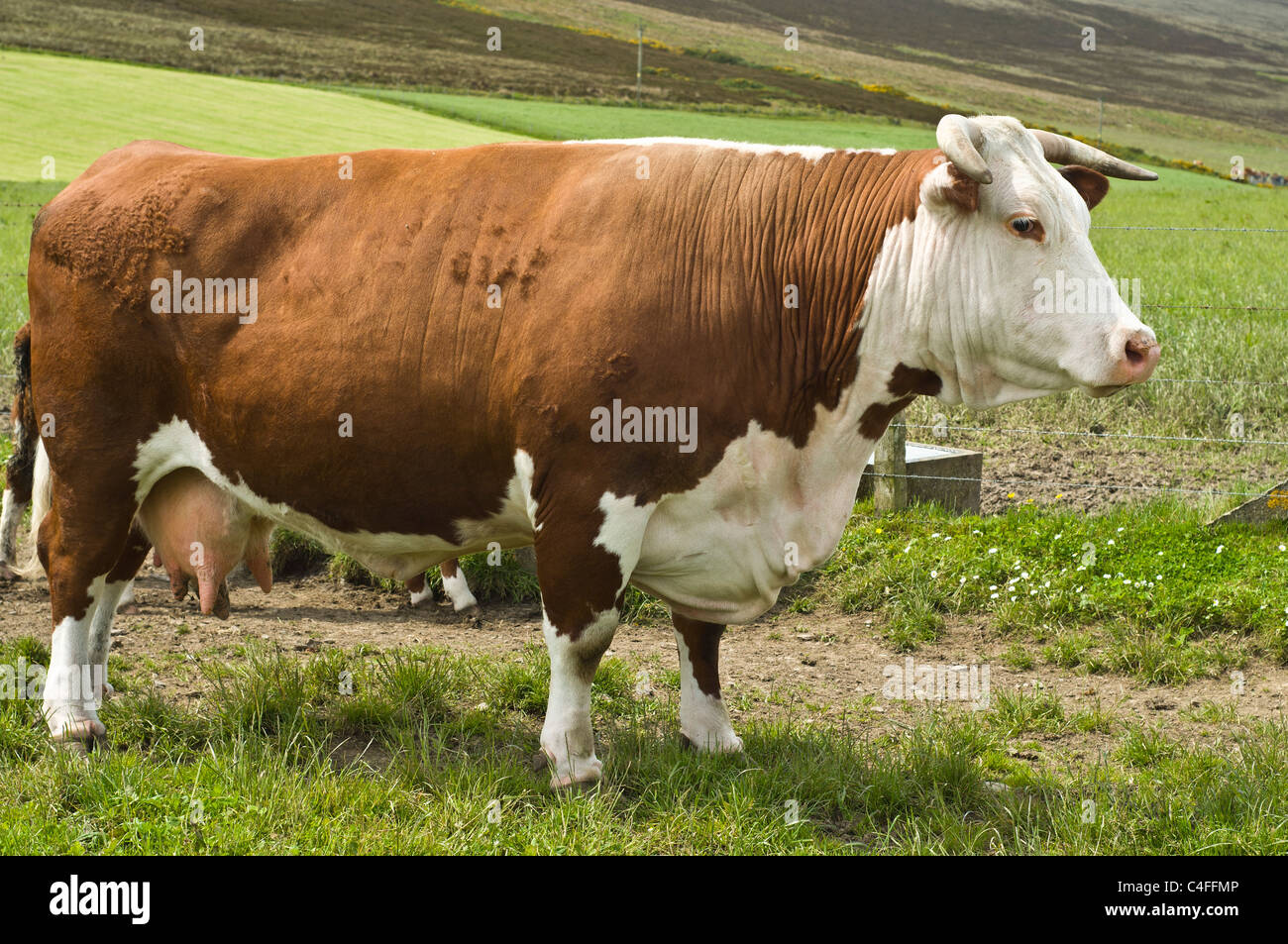 dh Hereford vache COW UK Horned Hereford vache brune et blanche boeuf vache pedigree bétail écossais Banque D'Images