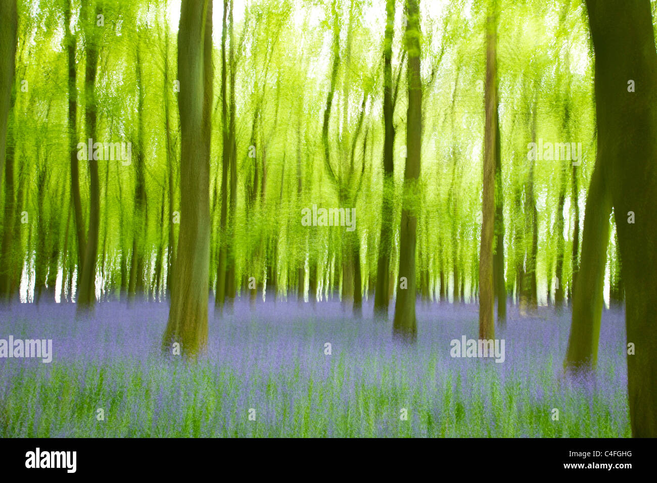 Jacinthes en bois, Hyacinthoides non-scripta, Ashridge Estate, Hertfordshire, England, UK United Kingdom, GB, Grande-Bretagne, Banque D'Images