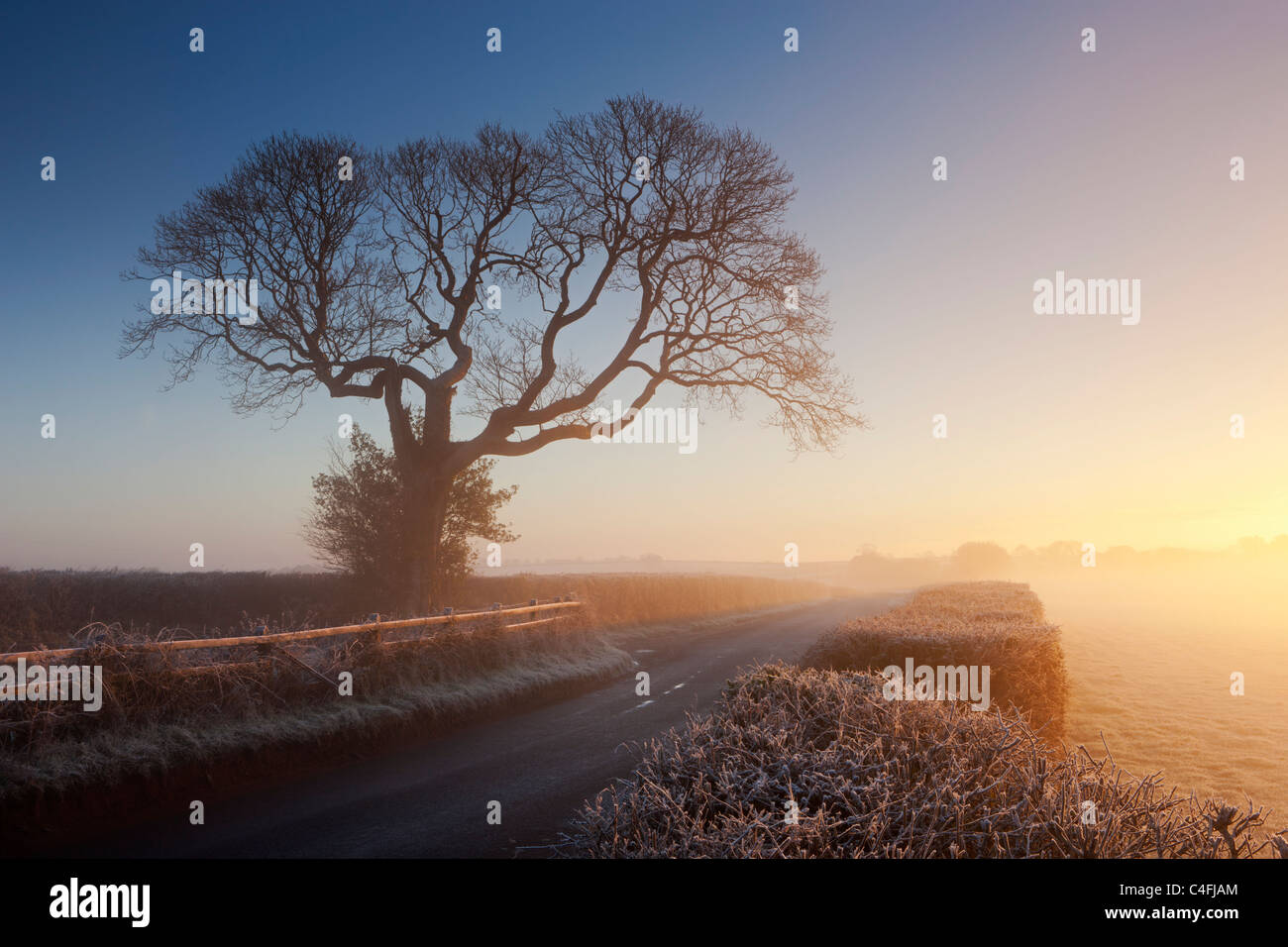 Arbre et chemin de campagne sur un matin brumeux au lever du soleil, Chawleigh, Devon, Angleterre. Hiver (décembre) 2010. Banque D'Images