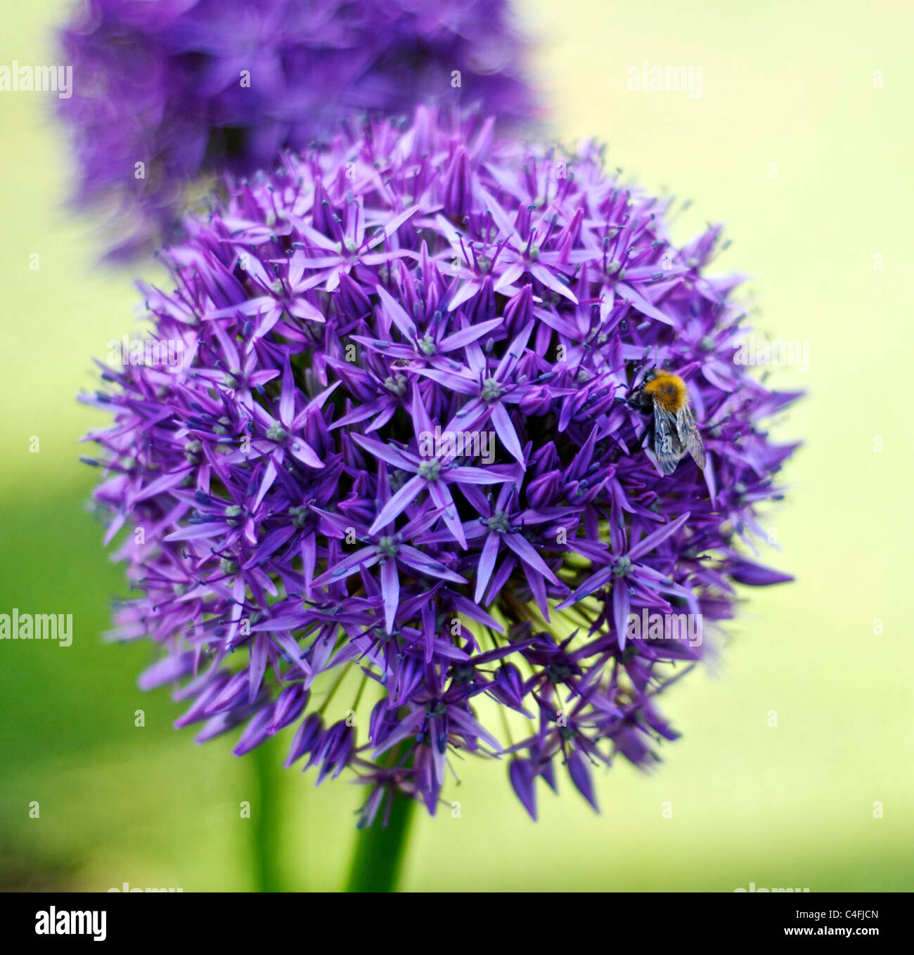 Guêpe sur fleur Banque D'Images