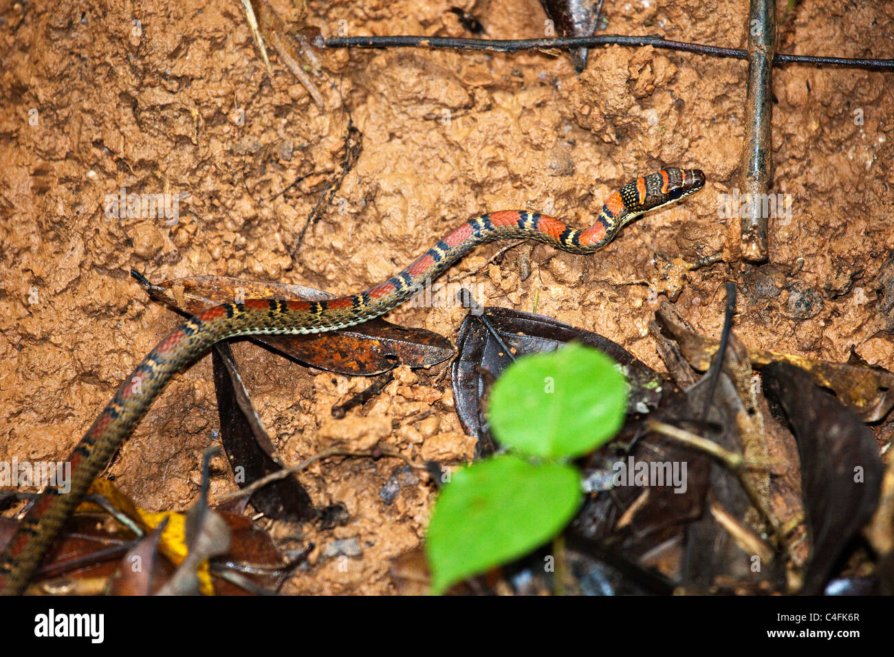 Serpent Barré double ( Chrysopelea pelias ) Banque D'Images