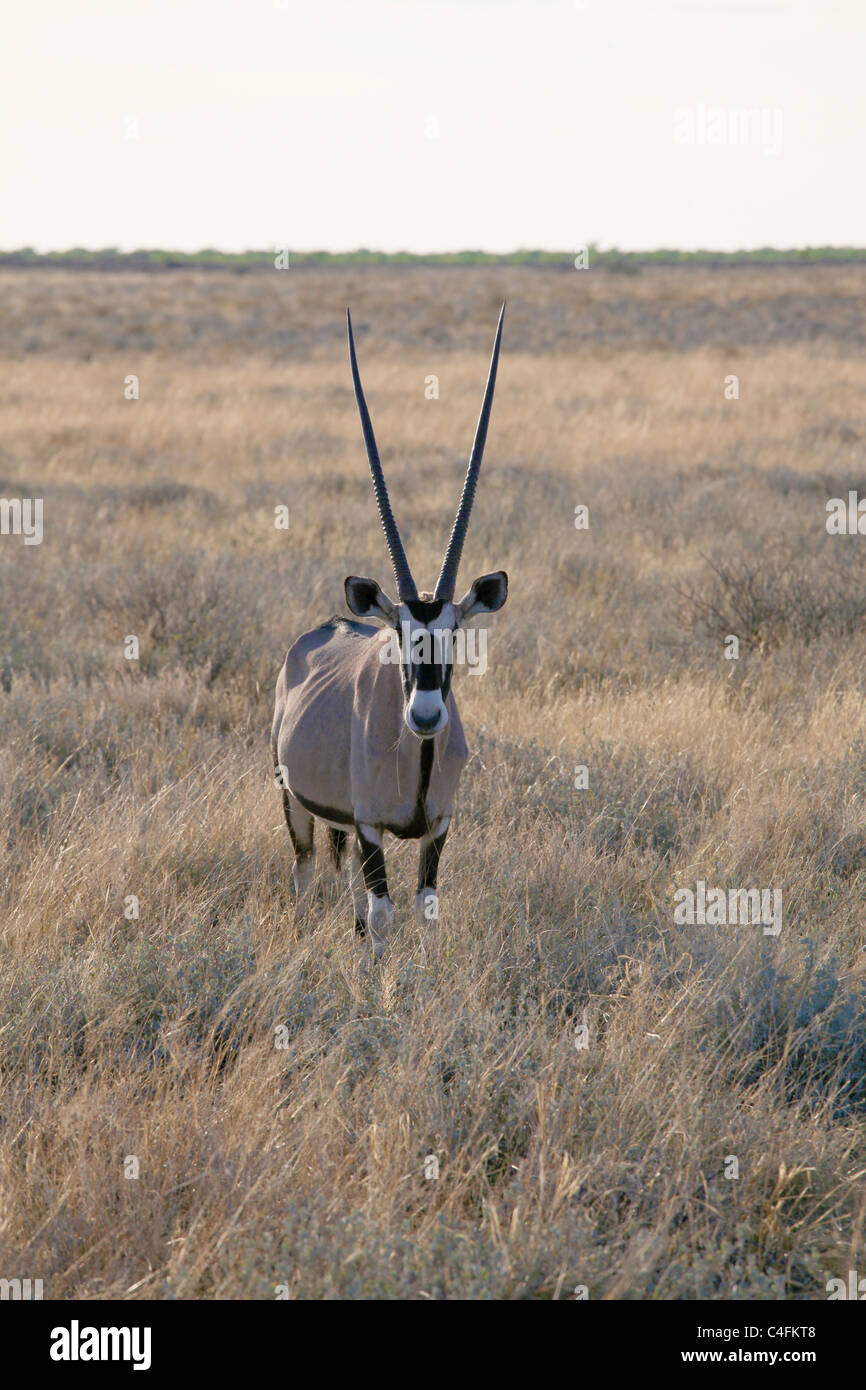 Oryx de beisa, ou Gemsbok, Etosha National Park, Namibie Banque D'Images