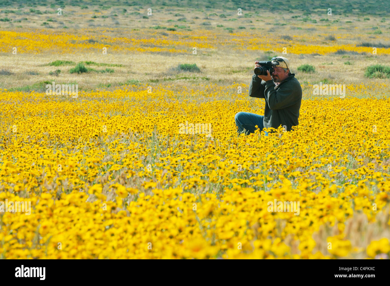Photographe Steve Shuey tapis de fleurs sauvages, photographier Carrizo Plain National Monument, Avril Banque D'Images