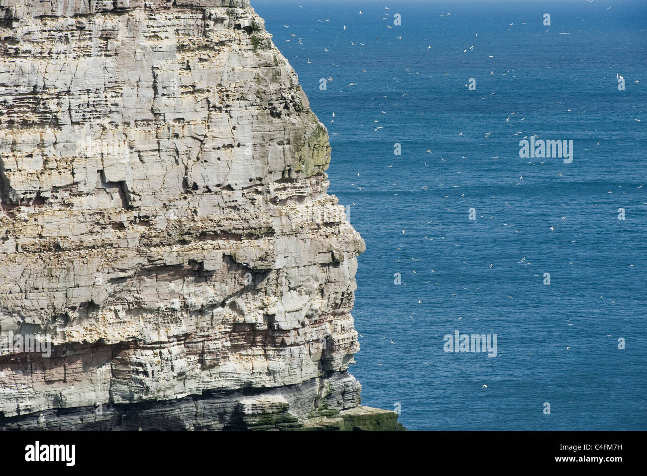 Le Fou de Bassan (Sula bassana) colonie de reproduction, à l'île de Noss National Nature Reserve, Shetland, UK : Banque D'Images