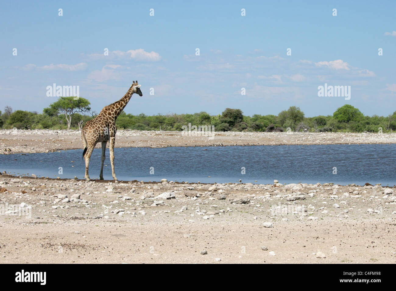 Communauté Girafe (Giraffa camelopardalis angolensis) dans le parc national d'Etosha, Namibie. Banque D'Images