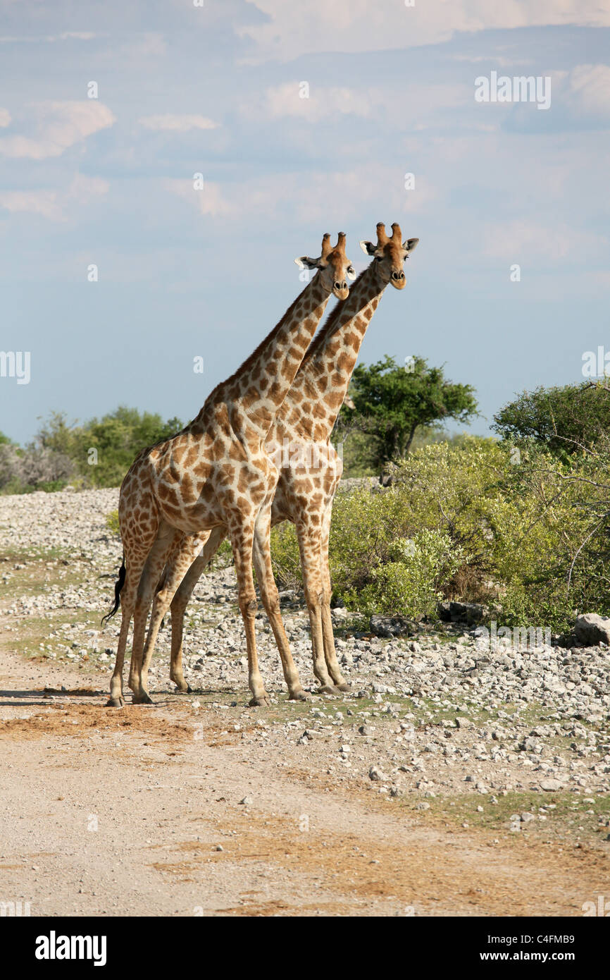 Paire d'Angolais mâle Girafe (Giraffa camelopardalis angolensis) dans le parc national d'Etosha, Namibie. Banque D'Images