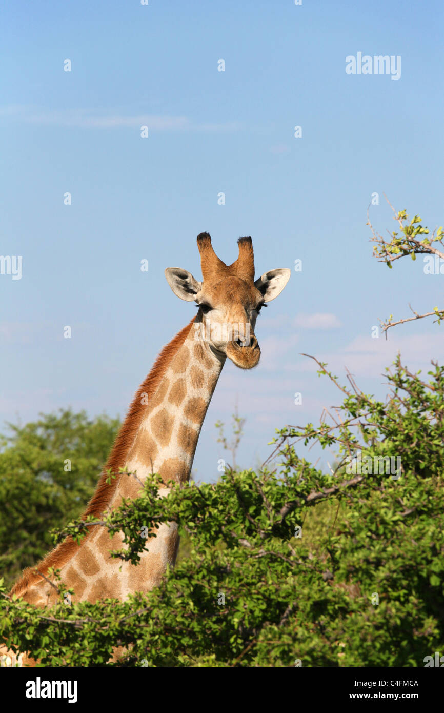 Angolais jeune Girafe (Giraffa camelopardalis angolensis) dans le parc national d'Etosha, Namibie. Banque D'Images