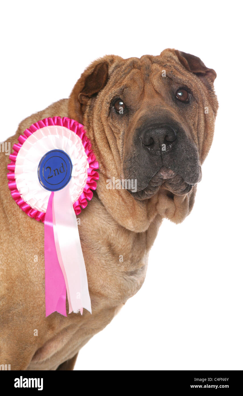 Shar Pei chien avec rosette la deuxième place Banque D'Images